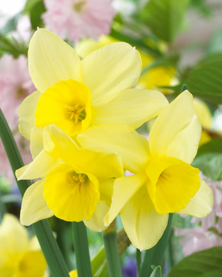 Narcissus Stint | Daffodil 'Stint' | J.Parker's