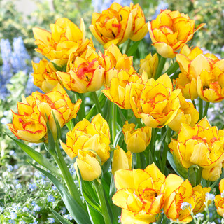 Buy Tulip Aquila Bulbs| J Parker Dutch Bulbs