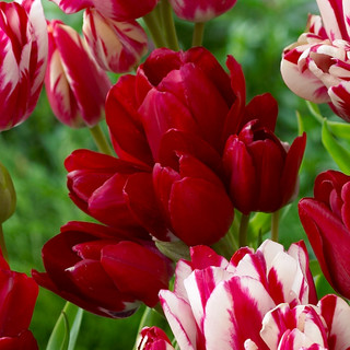Buy Tulip Fiery Club at jparkers.co.uk