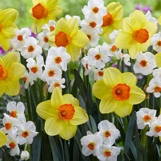 Narcissus Cragford | Daffodil 'Cragford' | J.Parker's