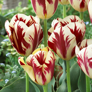 Tulip Grand Perfection | J Parker Dutch Bulbs