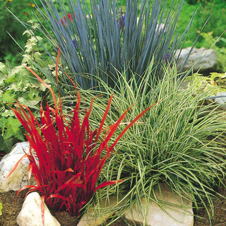 Imperata cylindrica Red Baron | J Parker Dutch Bulbs