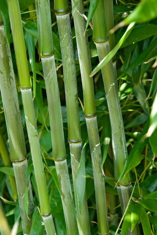 Shop Phyllostachys (Bamboo) bissetii | J. Parker's