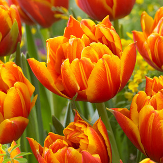 Buy Tulip Crossfire at jparkers.co.uk