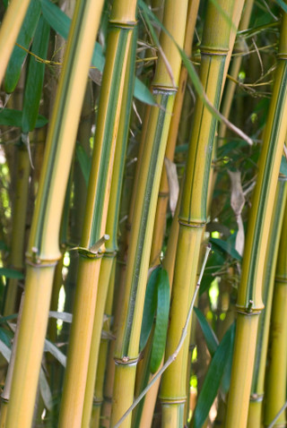Shop Phyllostachys (Bamboo) Aureosulcata Spectabilis | J Parker's