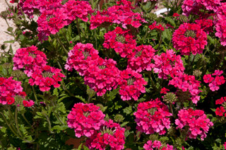 Buy Verbena Endurascape Hot Pink Plants | J Parker's