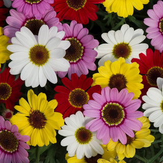 Arygyranthemum Grandaisy Mixed | J Parker Dutch Bulbs