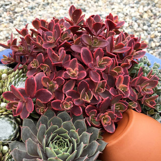 Sedum Sunsparkler Wildfire | J Parker Dutch Bulbs