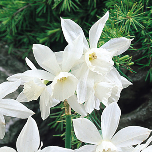 Narcissus Thalia | Daffodil 'Thalia' | J.Parker's