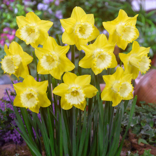 Narcissus Spellbinder | Daffodil 'Spellbinder' | J.Parker's