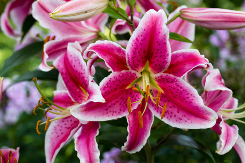 Buy Lily Stargazer Bulbs | J Parker Dutch Bulbs