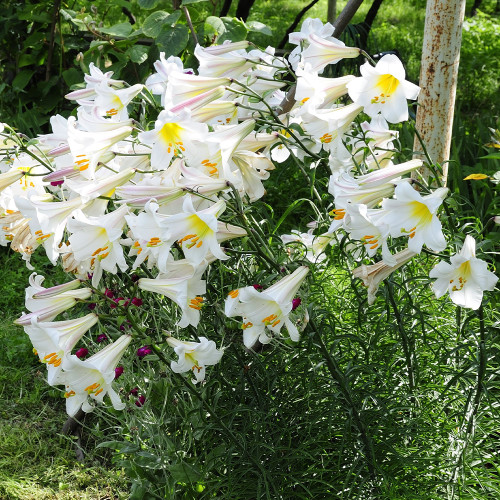 Buy Lily Regale Bulbs J Parker Dutch Bulbs