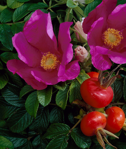 Buy Rosa Rugosa Pink | J Parker Dutch Bulbs