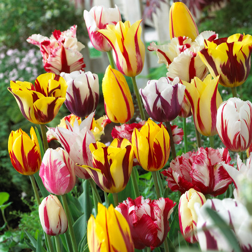 Buy Tulip Rembrandt Mixed at jparkers.co.uk