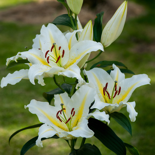 Buy Lily Baferarri Bulbs | J Parker Dutch Bulbs