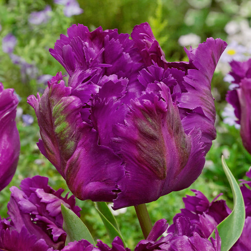 Buy Tulip Negrita Parrot at jparkers.co.uk