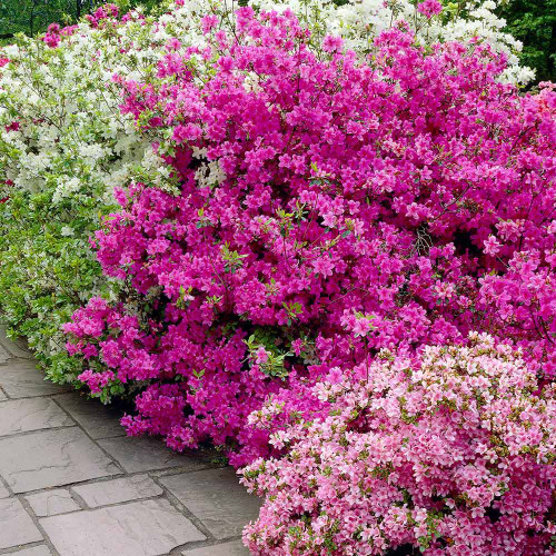 Buy Azalea Diamond Japonica Mixed | J Parker Dutch Bulbs