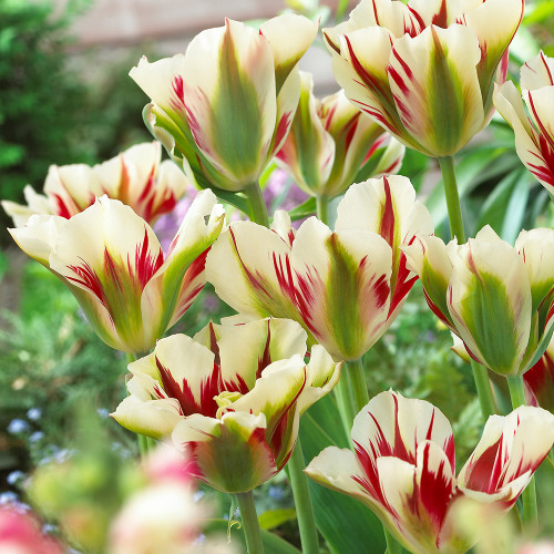 Buy Tulip 'Flaming Spring Green' at jparkers.co.uk