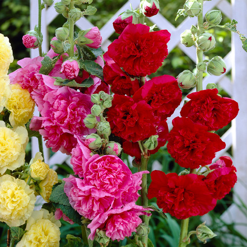 Double Hollyhocks Red (Alcea) | J Parker Dutch Bulbs