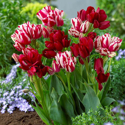Buy Tulip Flaming Club Bulbs | J Parker Dutch Bulbs