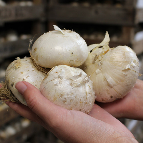 Buy Allium Globemaster J Parkers Dutch Bulbs