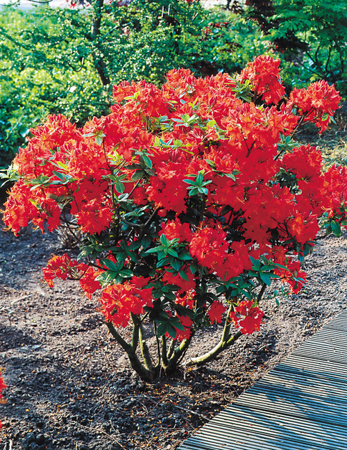 Buy Rhododendron 'Parkfeuer' | J Parker Dutch Bulbs