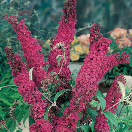 Buddleia Collection - JParkers