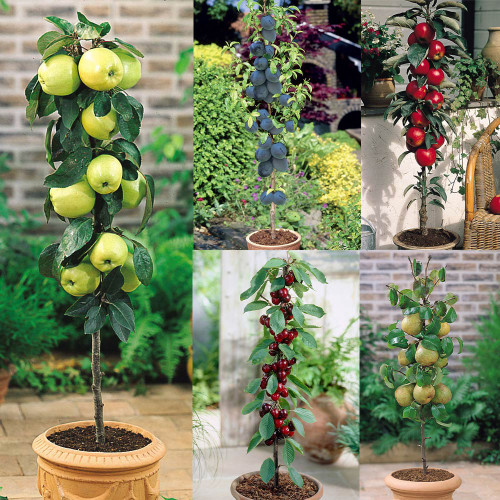 Miniature Patio Fruit Trees Collection x5 JParkers