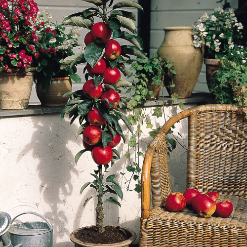 Miniature Patio Fruit Trees Collection x5 JParkers