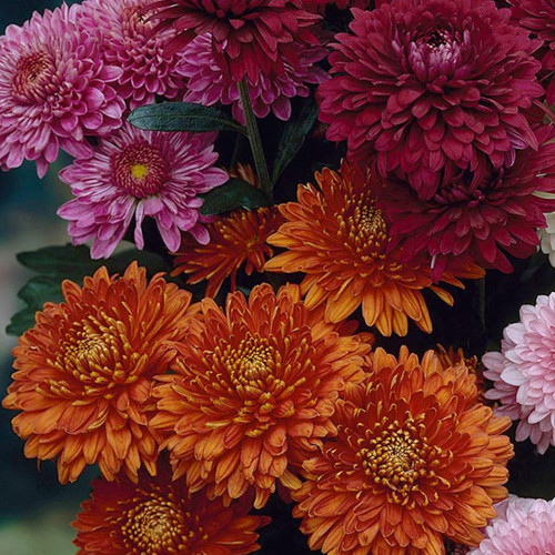 Chrysanthemum Earlier season Spray Collection - JParkers