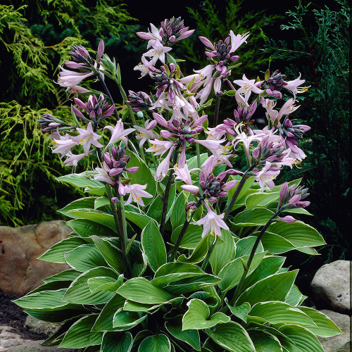 Shop Hosta Popular Collection from J. Parker's for Less