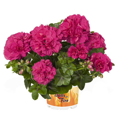 Geranium Great Balls of Fire Collection JParkers