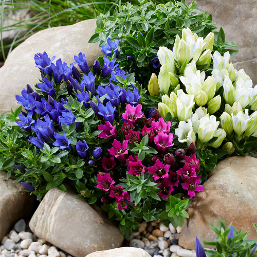 Gentiana Superstar Pink - JParkers