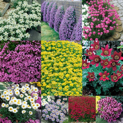 Alpine Plants Collection JParkers