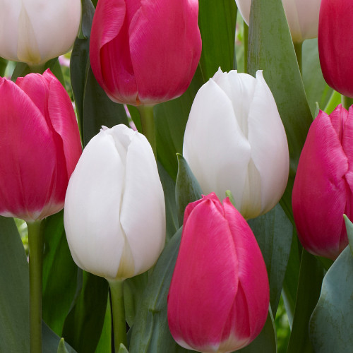 Buy Tulip White Marvel (Saver Sized Bulbs) at jparkers.co.uk