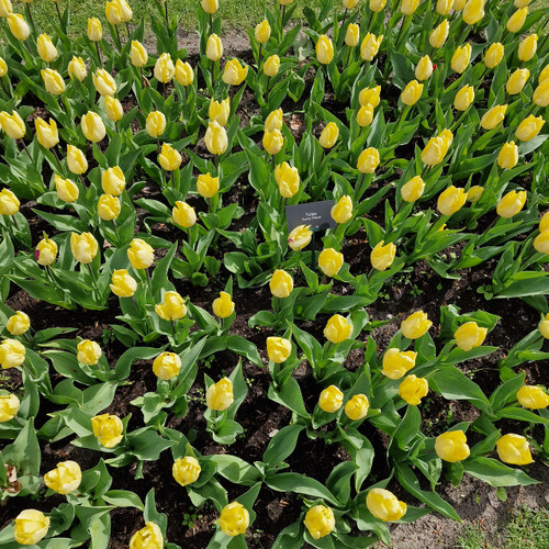 Buy Tulip Sunny Prince (Saver Sized Bulbs) at jparkers.co.uk