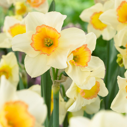 Narcissus Yazz | Daffodil 'Yazz' | J.Parker's