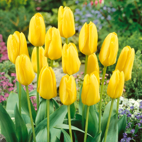 Shop RHS AGM WINNING Tulip Collection J. Parker's