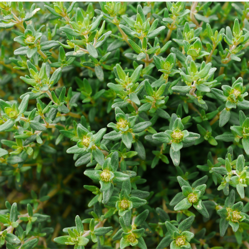 Buy Thyme English Seeds J. Parker's Dutch Bulbs