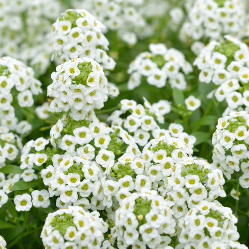 Buy Alyssum Carpet of snow J. Parker's