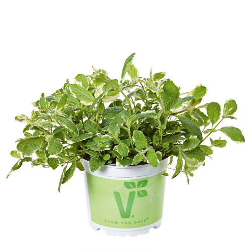 Shop Mint (Variegated Pineapple Mint) J. Parker's