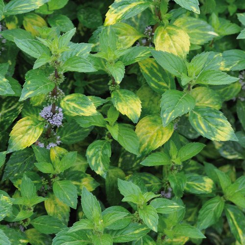 Shop Mint (Ginger) J. Parker's