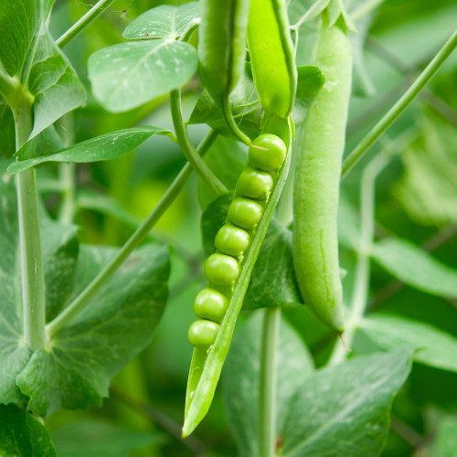 Pea Ritam Shop Pea Rondo Seeds | J. Parker's