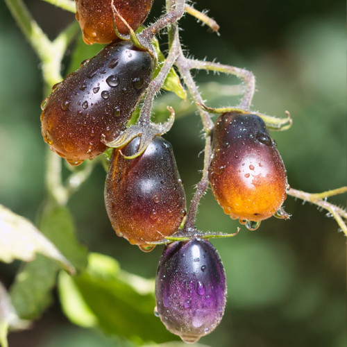 Magic Garden Seeds – Tomate 'Indigo Pear Drops' Samen – Zweifarbige Mini- Birnchen In Purpur-Gelb, Süß-fruchtig, Dekorativ & Selten – Für Balkon, Topf & Garten