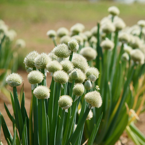 Shop Welsh Onion Seeds J. Parker's