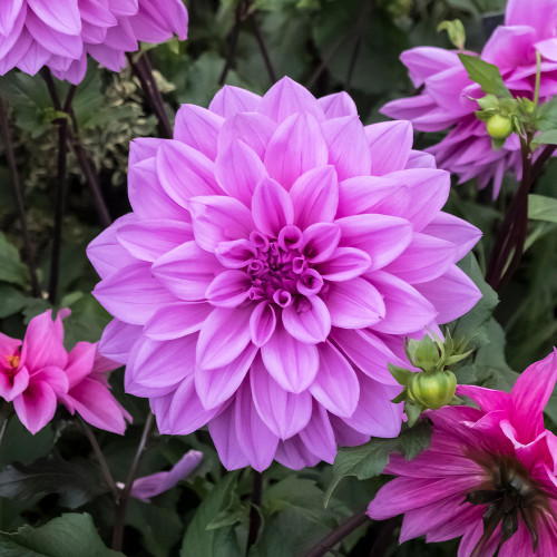 Dahlia Dinner Plate Collection (8) - JParkers