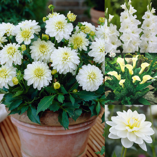 White Summer Bulb Collection
