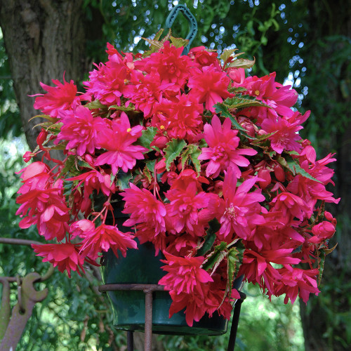 Cascading Begonias Collection J. Parker's