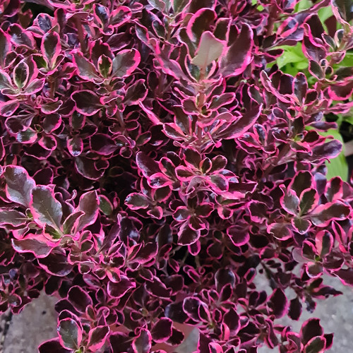 Buy Coprosma Eclipse at jparkers.co.uk