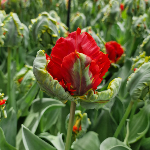 Buy Tulip 'Rococo Double' at jparkers.co.uk